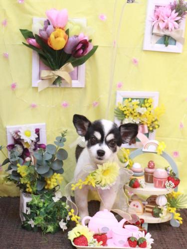 20230302ロミオくん